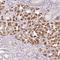 Olfactory Receptor Family 2 Subfamily B Member 11 antibody, HPA047459, Atlas Antibodies, Immunohistochemistry frozen image 