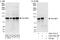 Tax1 Binding Protein 1 antibody, A303-791A, Bethyl Labs, Western Blot image 