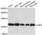 Leucine Rich Repeat Containing G Protein-Coupled Receptor 4 antibody, A02134, Boster Biological Technology, Western Blot image 