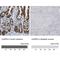 Caspase 6 antibody, NBP1-87683, Novus Biologicals, Immunohistochemistry paraffin image 