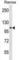 Transforming Acidic Coiled-Coil Containing Protein 1 antibody, abx029515, Abbexa, Western Blot image 