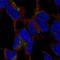 C1q And TNF Related 3 antibody, NBP2-57665, Novus Biologicals, Immunofluorescence image 