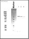 Minichromosome Maintenance Complex Component 7 antibody, ab2360, Abcam, Western Blot image 