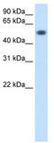 Torsin Family 3 Member A antibody, TA331772, Origene, Western Blot image 