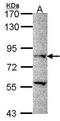 PR/SET Domain 8 antibody, GTX106318, GeneTex, Western Blot image 