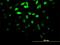 VH3 antibody, H00001847-M03, Novus Biologicals, Immunofluorescence image 