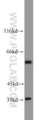 GA Binding Protein Transcription Factor Subunit Alpha antibody, 21542-1-AP, Proteintech Group, Western Blot image 