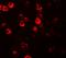 CXXC Finger Protein 4 antibody, GTX84996, GeneTex, Immunohistochemistry paraffin image 