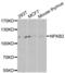 Nuclear Factor Kappa B Subunit 2 antibody, abx002233, Abbexa, Western Blot image 