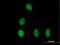 Debranching RNA Lariats 1 antibody, H00051163-B01P, Novus Biologicals, Immunocytochemistry image 