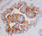 Kallikrein Related Peptidase 13 antibody, AF2625, R&D Systems, Immunohistochemistry frozen image 