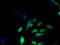 Protein NKG7 antibody, A60026-100, Epigentek, Immunofluorescence image 