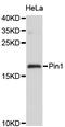 Peptidylprolyl Cis/Trans Isomerase, NIMA-Interacting 1 antibody, abx125036, Abbexa, Western Blot image 