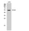 Zinc Finger And SCAN Domain Containing 25 antibody, STJ96334, St John