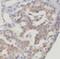 Dynein Light Chain Tctex-Type 1 antibody, FNab02590, FineTest, Immunohistochemistry paraffin image 