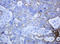 Keratin 5 antibody, LS-C336302, Lifespan Biosciences, Immunohistochemistry frozen image 