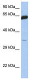 Transcription Factor 7 antibody, TA329278, Origene, Western Blot image 