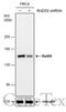 RAD50 Double Strand Break Repair Protein antibody, GTX119731, GeneTex, Western Blot image 