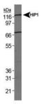 Huntingtin Interacting Protein 1 Related antibody, MA1-16750, Invitrogen Antibodies, Western Blot image 