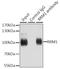 Ribonucleotide Reductase Catalytic Subunit M1 antibody, LS-C748401, Lifespan Biosciences, Immunoprecipitation image 