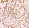 Sirtuin 2 antibody, PB9160, Boster Biological Technology, Immunohistochemistry frozen image 