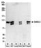 Growth Arrest Specific 2 Like 3 antibody, NBP2-30358, Novus Biologicals, Western Blot image 