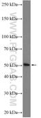 Tsukushi, Small Leucine Rich Proteoglycan antibody, 12370-1-AP, Proteintech Group, Western Blot image 