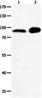Hyperpolarization Activated Cyclic Nucleotide Gated Potassium Channel 1 antibody, orb107528, Biorbyt, Western Blot image 