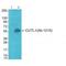 Aprataxin And PNKP Like Factor antibody, A06828, Boster Biological Technology, Western Blot image 