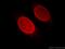 Emerin antibody, 10351-1-AP, Proteintech Group, Immunofluorescence image 