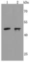 Neuronal Differentiation 1 antibody, A01038, Boster Biological Technology, Western Blot image 