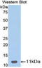 Defensin Beta 1 antibody, LS-C297978, Lifespan Biosciences, Western Blot image 