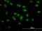 TATA-Box Binding Protein Associated Factor 11 antibody, LS-C133464, Lifespan Biosciences, Immunofluorescence image 