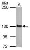 SPHK1 Interactor, AKAP Domain Containing antibody, PA5-27581, Invitrogen Antibodies, Western Blot image 