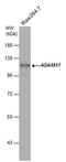 ADAM Metallopeptidase Domain 17 antibody, PA5-27395, Invitrogen Antibodies, Western Blot image 