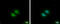 RNA Binding Motif Protein 22 antibody, GTX119443, GeneTex, Immunofluorescence image 