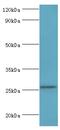 TNF Superfamily Member 13 antibody, MBS1497516, MyBioSource, Western Blot image 