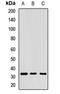 Ribose 5-Phosphate Isomerase A antibody, LS-C668008, Lifespan Biosciences, Western Blot image 