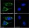 Biglycan antibody, NB100-55407, Novus Biologicals, Immunocytochemistry image 