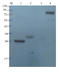 Annexin A6 antibody, orb213559, Biorbyt, Western Blot image 