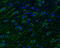 Neuropilin 1 antibody, GTX127947, GeneTex, Immunohistochemistry paraffin image 