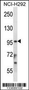 Signal transducer and activator of transcription 4 antibody, 57-222, ProSci, Western Blot image 