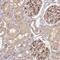 Interleukin-1 receptor-associated kinase 1-binding protein 1 antibody, HPA035743, Atlas Antibodies, Immunohistochemistry frozen image 