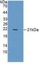 Triggering Receptor Expressed On Myeloid Cells 1 antibody, MBS2004734, MyBioSource, Western Blot image 