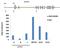 H2A Histone Family Member Y antibody, MA5-24696, Invitrogen Antibodies, Chromatin Immunoprecipitation image 