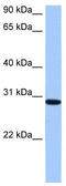 RALY RNA Binding Protein Like antibody, TA344023, Origene, Western Blot image 