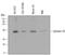 Syntaxin 1B antibody, MAB6848, R&D Systems, Western Blot image 