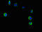 Patatin Like Phospholipase Domain Containing 2 antibody, LS-C399495, Lifespan Biosciences, Immunofluorescence image 