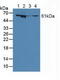 CD224 antibody, LS-C709563, Lifespan Biosciences, Western Blot image 