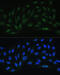 Endothelin 1 antibody, 13-247, ProSci, Immunofluorescence image 